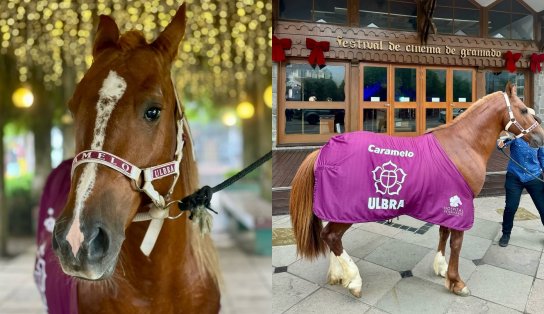 Cavalo Caramelo, símbolo das enchentes no RS, é adotado por universidade de Canoas