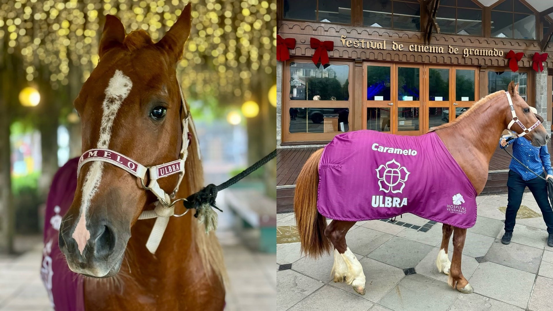 Cavalo Caramelo, símbolo das enchentes no RS, é adotado por universidade de Canoas