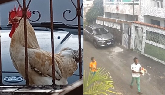 Câmeras de segurança flagram momento em que galo de estimação é furtado em Brotas 