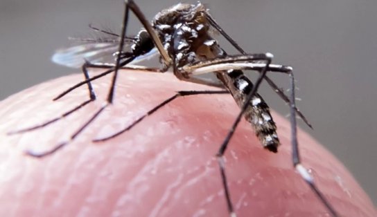 Bahia tem mais mortes por dengue em 2024 do que soma de últimos 8 anos