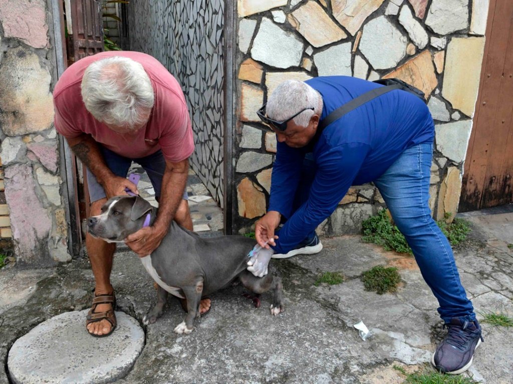 Pets podem ser vacinados contra a raiva em vários pontos de Salvador; confira