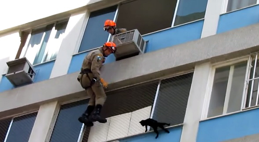 Vídeo mostra resgate de gato em prédio no Rio de Janeiro