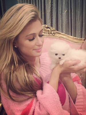 Paris Hilton gasta R$ 67 mil em dois cachorros