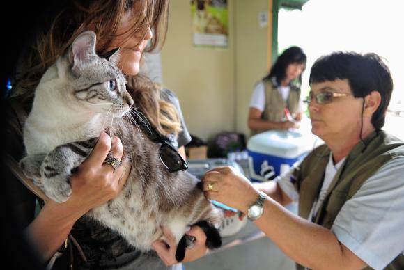 Pet shops terão de manter veterinário para inspeções de animais