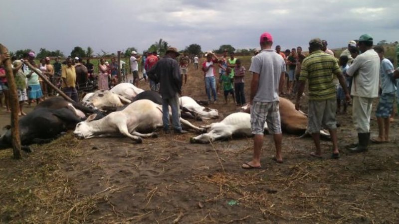 Raio atinge propriedade rural e mata 15 bois na Bahia