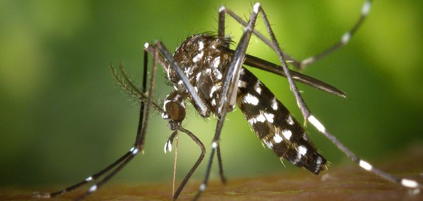 Solução natural: planta ajuda combate de mosquito Aedes Aegypti