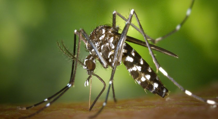 Testes rápidos de Zika, dengue e chikungunya serão distribuídos em fevereiro