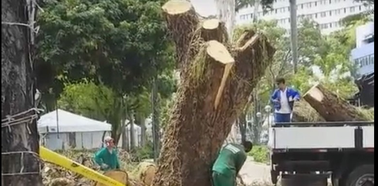 RAIZ DO PROBLEMA: Derrubada de árvore no Campo Grande gera protestos contra Prefeitura