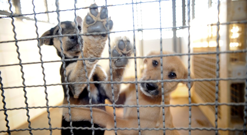 TÁ LIBERADO: Lei que autoriza animais de estimação a viajar em coletivos é sancionada na Bahia