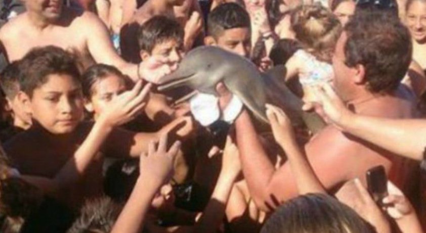 VACILO: Por selfie, banhistas tiram golfinho da água e matam o animal; Turista rebate versão