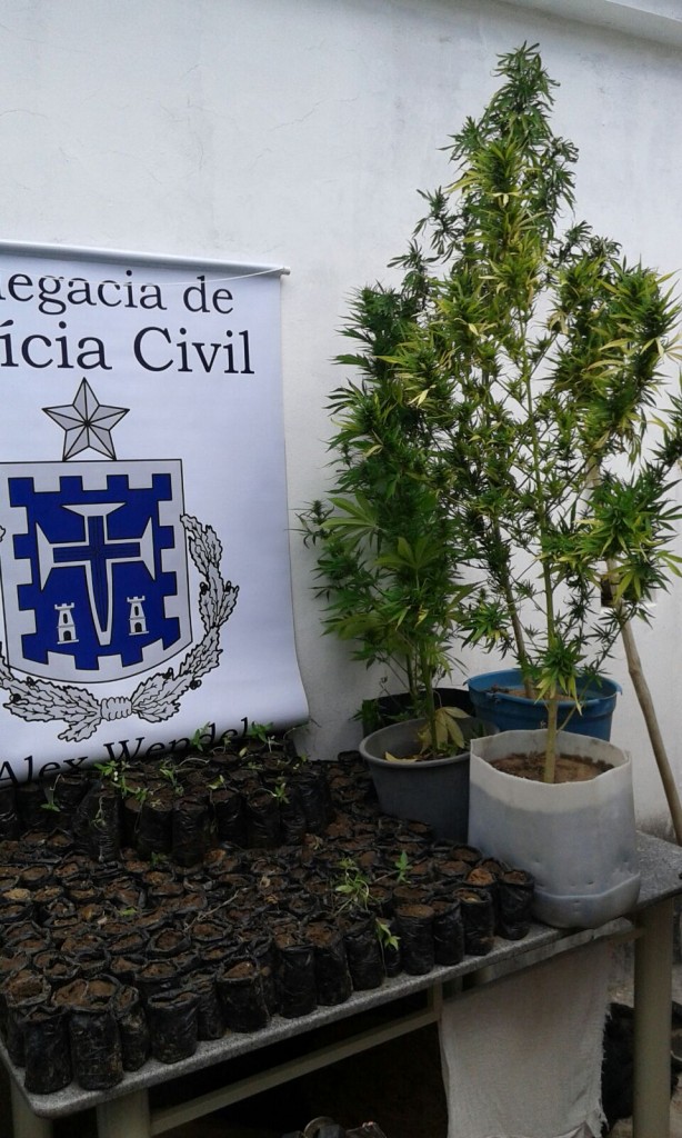 Polícia destrói mais de mil pés de maconha no interior do Estado