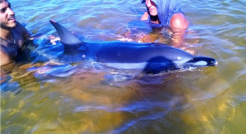 ?YOH, FLIPPER?: Golfinho é resgatado por equipe de Unidade Regional do Inema