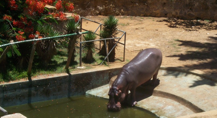 MANUTENÇÃO: Jardim Zoológico de Salvador fecha as portas por tempo indeterminado