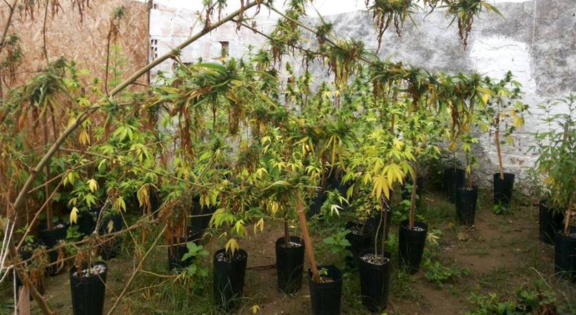 &#8216;UMAS SEMENTES NO QUINTAL&#8217;: Homens são presos dentro de casa com plantação de maconha na Bahia