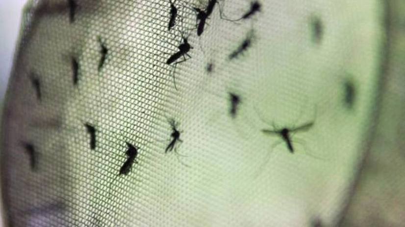 ZIKA VÍRUS: Cientistas anunciam método mais eficaz para destruir ovos do mosquito