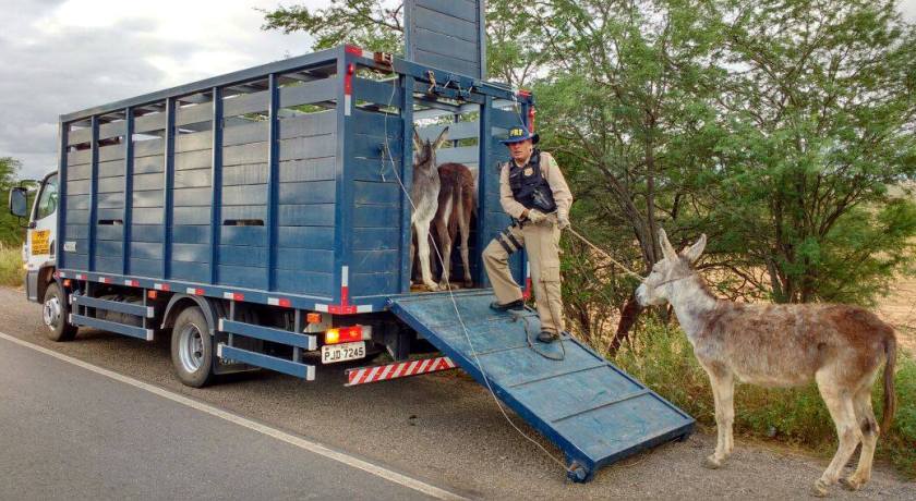 CURRAL CHEIO: PRF retira 20 animais às margens da BR-110 no nordeste do estado