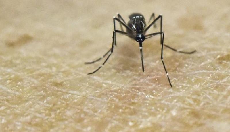 Instituto confirma Aedes aegypti como vetor do vírus Zika