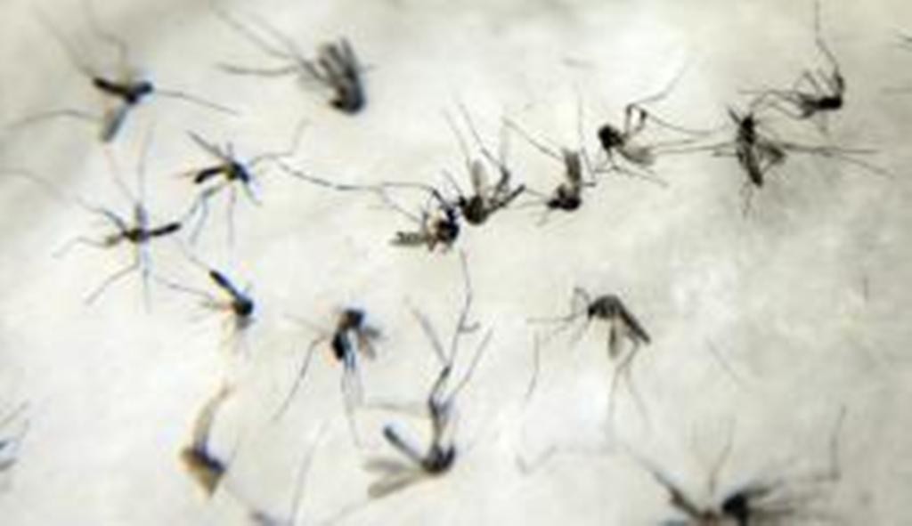 ZIKA VÍRUS: Organização Mundial da Saúde nega pedido de cientistas para adiar Olimpíada do Rio