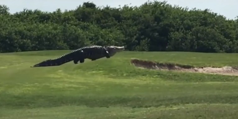 FILHOTE DO GODZILLA?: Crocodilo gigante atravessa campo de golfe na Flórida; Assista vídeo