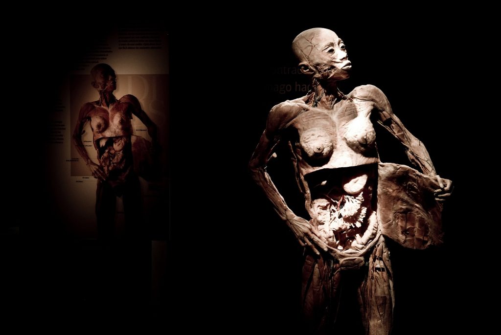 Exposição ?Fantástico Corpo Humano? retorna a Salvador