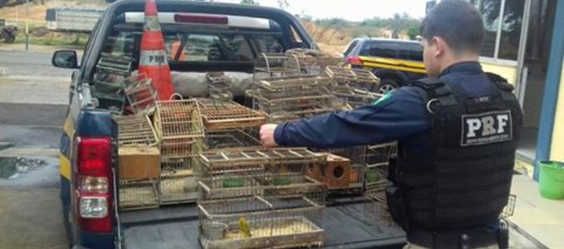 PRF resgata pássaros silvestres criados em cativeiro em Itaberaba