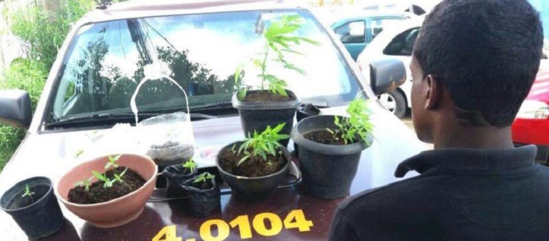 COLHEU O QUE PLANTOU: Polícia apreende adolescente que cultivava maconha em Simões Filho