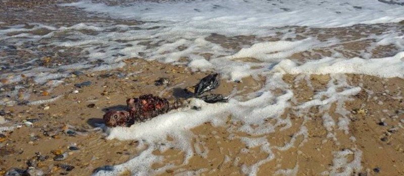 Corpo de &#8216;sereia&#8217; encontrado em praia na Inglaterra intriga internautas; Veja fotos