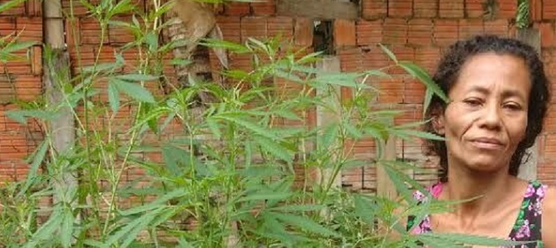 TEMPERO DO CAPETA: Mulher é presa com plantação de maconha no quintal ; ?Pensei que fosse pé de coentro?