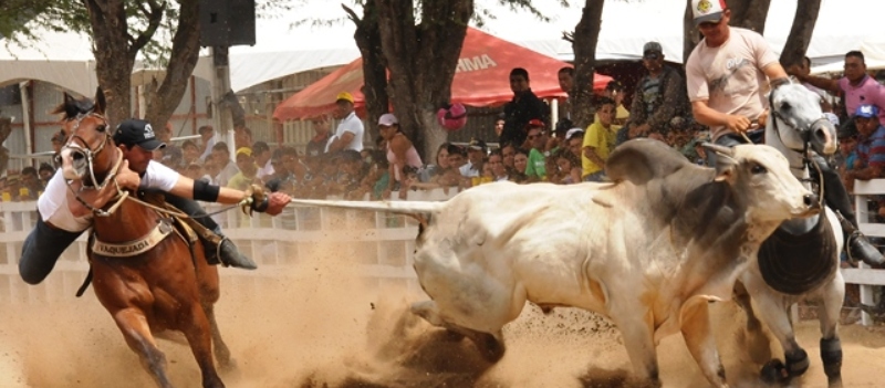 PANO PARA MANGA: Secretária da Agricultura se manifesta contra a proibição da vaquejada pelo STF