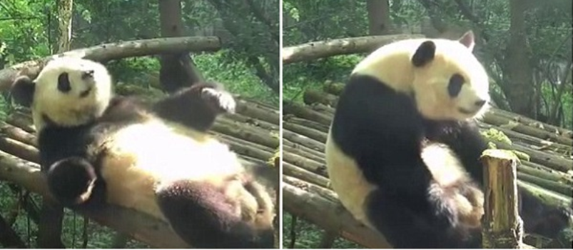 &#8216;VERÃO TÁ AÍ&#8217;: Panda é flagrado fazendo abdominais em vídeo; Confira