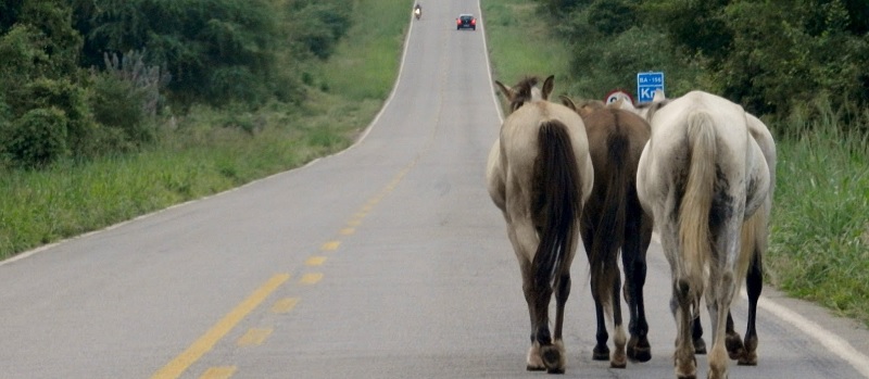 &#8220;SE CORRER, O BICHO PEGA&#8221;: Acidentes com animais são 2ª maior causa de mortes nas rodovias da Bahia