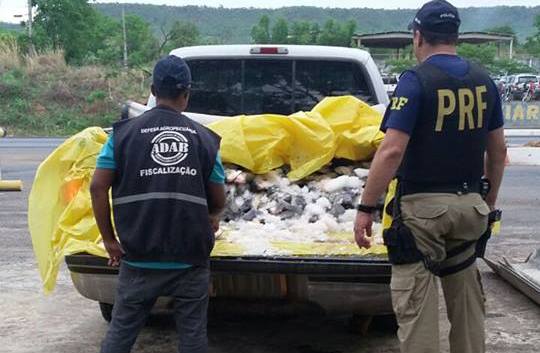 PRF apreende em Barreiras 600 kg de peixe transportados ilegalmente