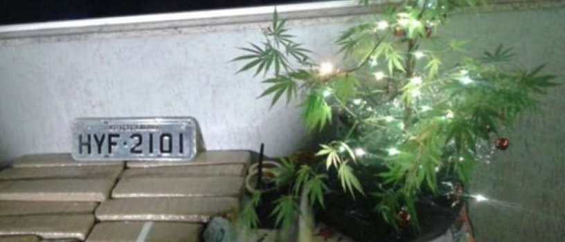 &#8220;DINGO BEL&#8221; Três homens são presos por trafico; Na casa um pé de maconha que era usado como árvore de Natal