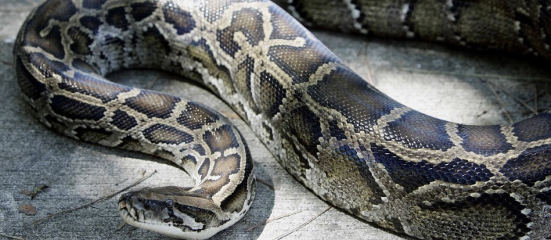 &#8220;TÁ ENTRANDO LÁ PRA BAIXO&#8221;: Mulher geme de medo ao ver cobra gigante; Veja vídeo