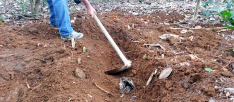 &#8216;CEMITÉRIO DO CRIME&#8217;: SSP confirma dois corpos desenterrados no Parque das Bromélias