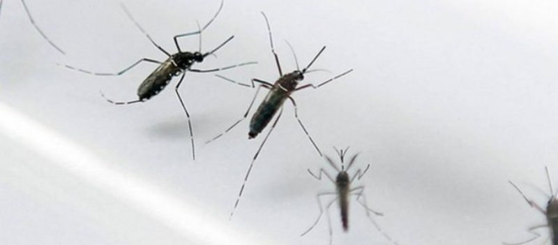 Combate ao Aedes aegypti é o maior desafio da saúde brasileira, diz ministro