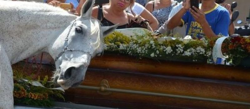 CHOROU PRA BURRO: Cavalo &#8216;se emociona&#8217; em enterro ao se despedir do dono; Veja vídeo