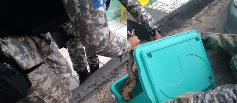 OLHA A COBRA: Sucuri de dois metros é encontrada em tanque de água em uma residência