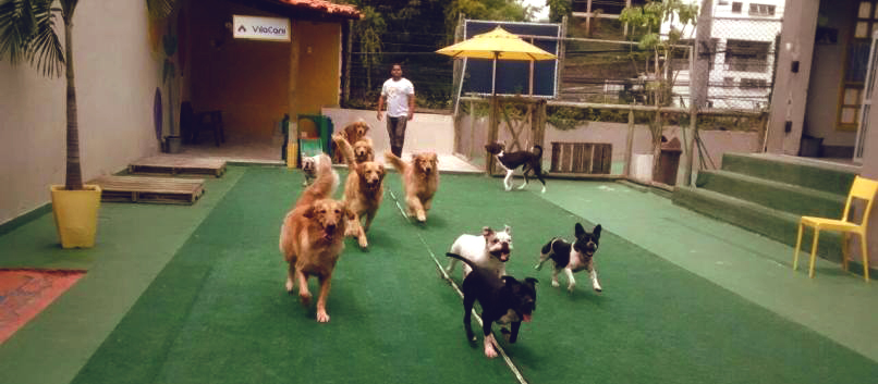 BOM PARA CACHORRO: Hotéis viram alternativa para hospedar animais durante Carnaval