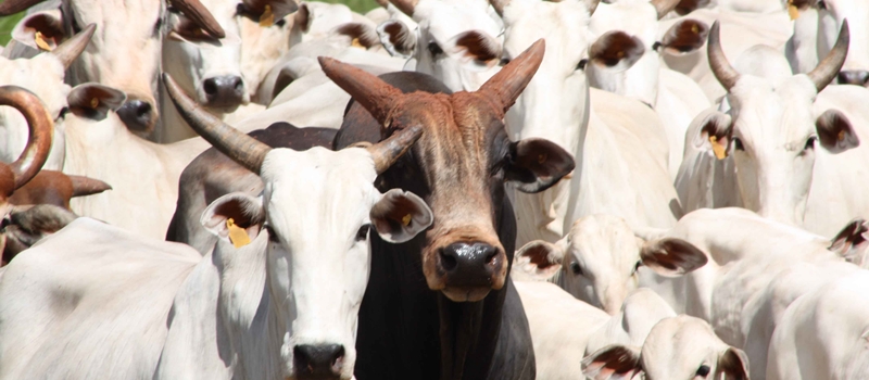 SEM PIEDADE: Em tempos de seca, prefeito critica aumento 82% na taxa de transporte animal