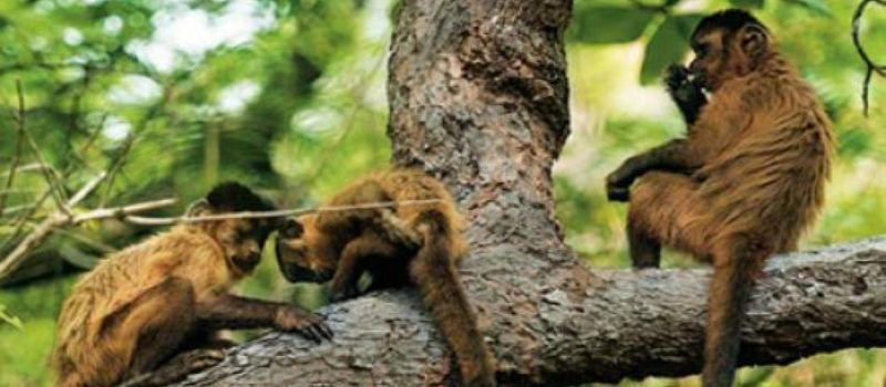 Quatro macacos já morreram com febre amarela em Salvador; Secretaria de Saúde recomenda uso de repelente