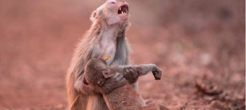 EMOCIONANTE: Foto de macaca &#8216;chorando&#8217; ao socorrer filhote inconsciente comove internautas