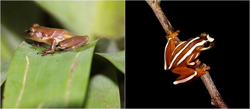 BAHIA: Novas espécies de anfíbios são descobertas em Ilhéus e agregam bioma da Mata Atlântica