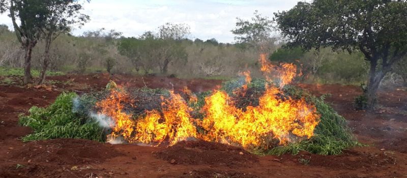 QUEIMADA: Polícia encontra plantação com cinco mil pés de maconha em Barreiras