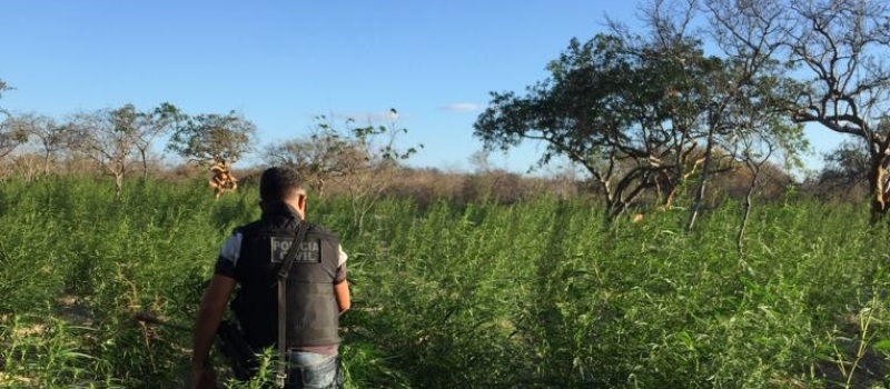 APREENSÃO EM DOBRO: Polícia queima plantações de maconha em Juazeiro e Abaré