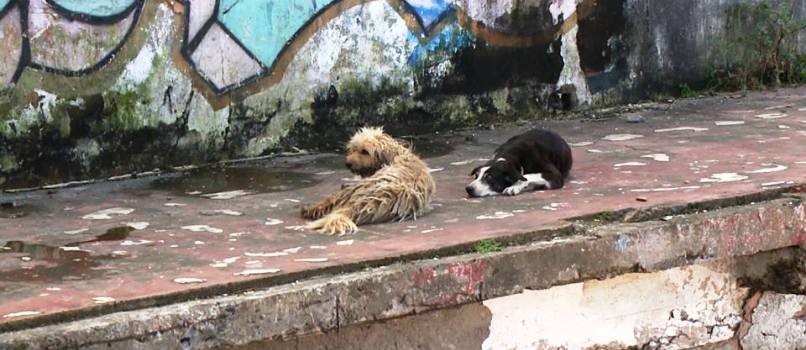 MUNDO CÃO: Moradores da Ribeira reclamam de cachorros abandonados e espaço é batizado de &#8216;Praça do Rex&#8217;