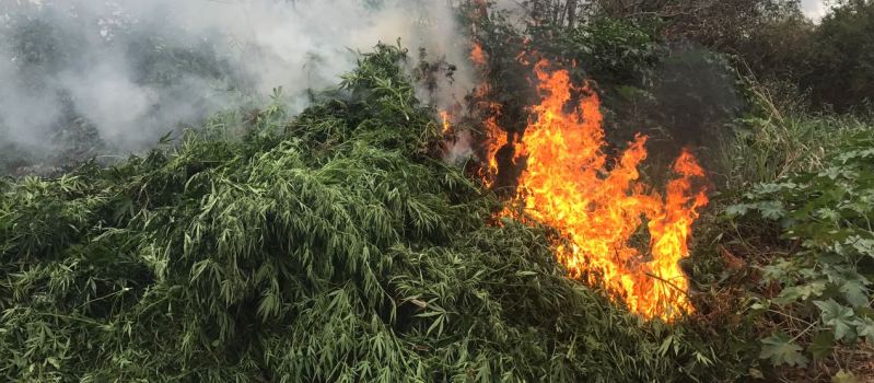 DEU ONDA: Operação &#8216;Sertão Seguro&#8217; queima 35 mil pés de maconha no interior do estado