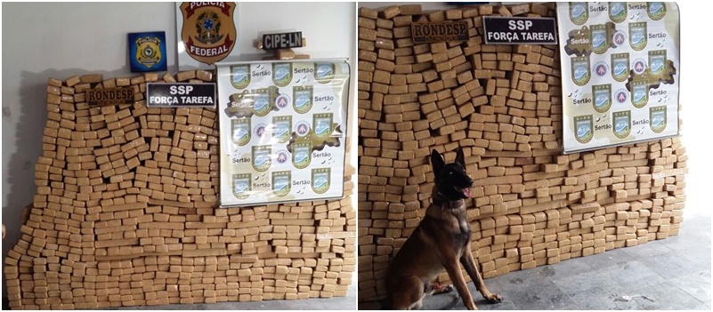 CARGA PRENSADA: 800 Kg de maconha são apreendidos com ajuda de cachorro em Feira de Santana