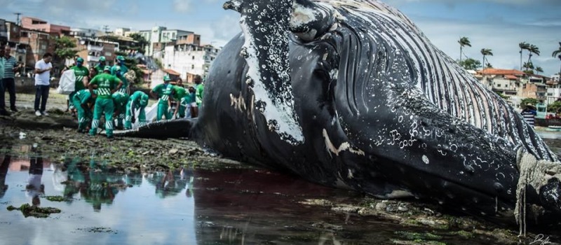 RECORDE DE ENCALHES: Bióloga alerta sobre riscos em aproximação com baleias encalhadas