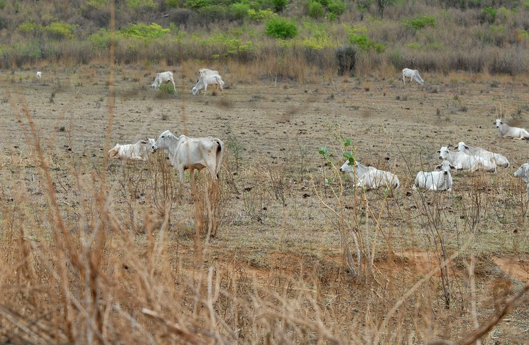 TECNOLOGIA: Aplicativo permite acompanhar situação de seca no nordeste